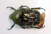 Thumbnail 410549 A