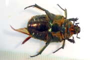 Thumbnail 410549 C