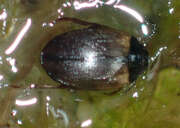 Thumbnail 410577 B