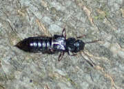 Thumbnail 410582 B