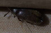 Thumbnail 410584 A