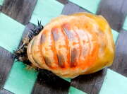 Thumbnail 410605 A