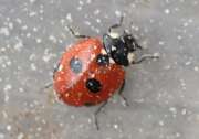 Thumbnail 410629 A