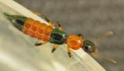 Thumbnail 410695 A