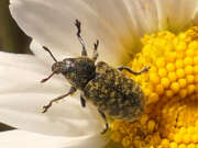 Thumbnail 410721 A