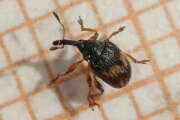 Thumbnail 410729 B