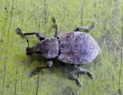 Thumbnail 410749 B