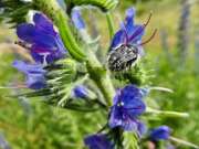 Thumbnail 410795 A