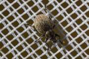 Thumbnail 410814 B