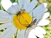 Thumbnail 410819 A