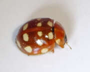 Thumbnail 410845 A