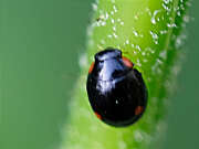 Thumbnail 410896 B