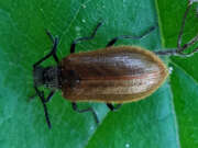 Thumbnail 410906 A