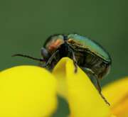 Thumbnail 410907 B
