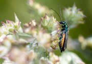 Thumbnail 410953 A