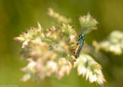 Thumbnail 410953 B