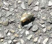 Thumbnail 410983 A