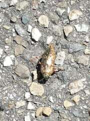 Thumbnail 410983 B