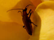 Thumbnail 411027 B