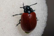 Thumbnail 411037 A
