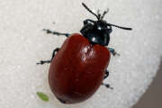 Thumbnail 411037 B