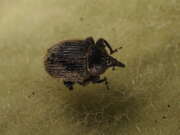 Thumbnail 411098 A