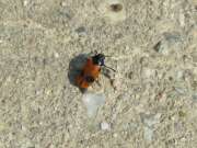 Thumbnail 411204 A