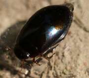 Thumbnail 411205 A