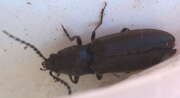 Thumbnail 411208 B