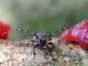 Thumbnail 411416 B