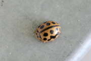 Thumbnail 411509 B