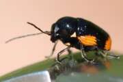 Thumbnail 411548 B