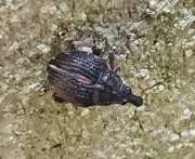 Thumbnail 411549 B