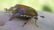 Thumbnail 411632 B