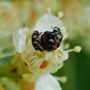 Thumbnail 411637 B