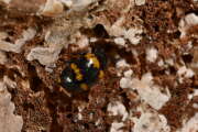Thumbnail 411642 B