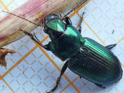Thumbnail 411657 B