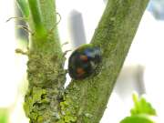 Thumbnail 411742 B