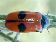Thumbnail 411803 A