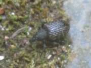 Thumbnail 411833 B