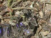 Thumbnail 411841 A