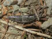 Thumbnail 411841 B