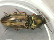 Thumbnail 411954 B