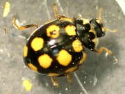 Thumbnail 411968 B