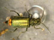 Thumbnail 411982 A