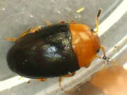 Thumbnail 412021 A