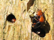 Thumbnail 412022 B