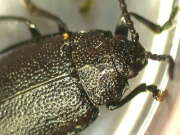 Thumbnail 412024 B