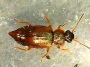 Thumbnail 412026 A