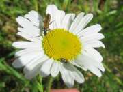 Thumbnail 412029 C